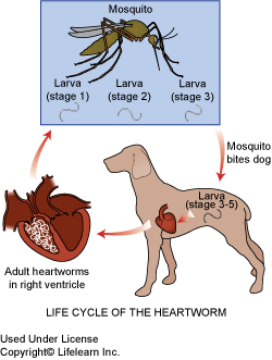 Paraziti kod psa Intersecție eficientă